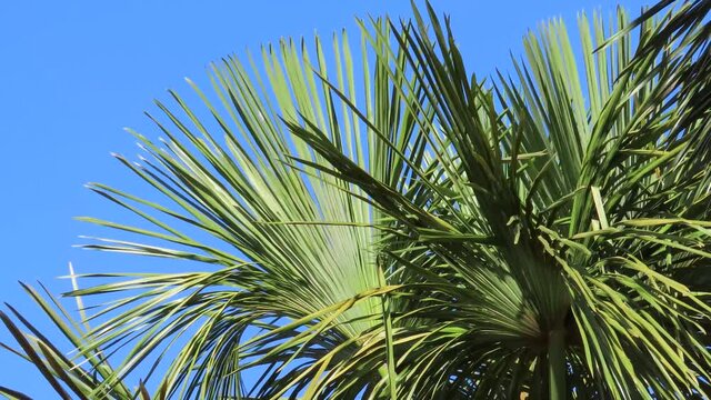 Palm Leaves dancing in the wind against blue sky. Mauritia flexuosa. 