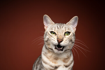 bengal cat making funny face looking angrily ranting with mouth open on brown background with copy space
