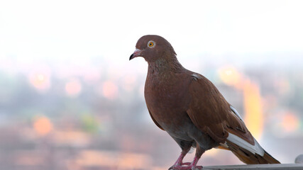 Obraz premium Close up high definition photo of a brown orange pigeon sitting on a fence