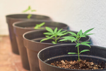 Marijuana plant sprouts planted at home. Marijuana legalization concept.