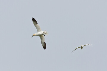 Northern gannet