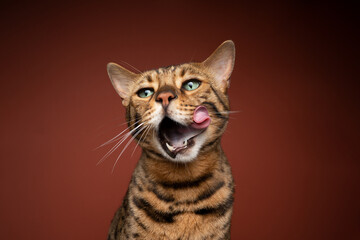 brown spotted bengal cat with green eyes licking face with very long tongue on brown background