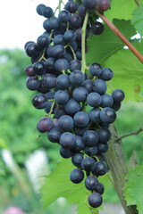 grapes on vine