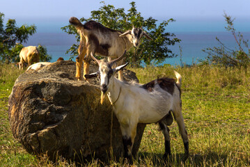 Several goats grazing, on a sunny day, near the sea, one of them mounted on a rock