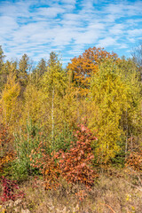 Fototapeta premium Forest in the fall