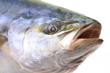  Fish yellowtai on white background (Japanese amberjack)