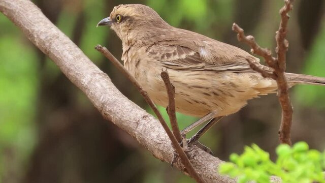 Cute bird perching on a branch. The chalk-browed mockingbird (Mimus saturninus). 