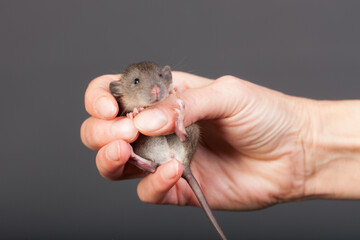 baby rat in a hand