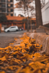 autumn leaves on the road