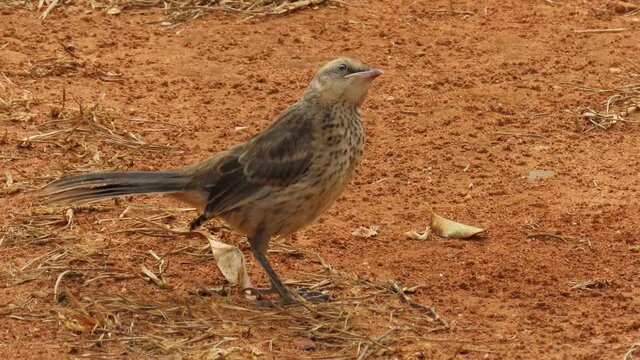 Cute bird looking around on the ground. The chalk-browed mockingbird (Mimus saturninus). 