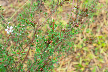 Leptospermum scoparium, commonly called manuka is a species of flowering plant in the myrtle family...