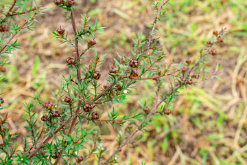 Leptospermum scoparium, commonly called manuka is a species of flowering plant in the myrtle family Myrtaceae, native to south-east Australia and New Zealand.