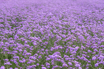 Fototapeta premium Purple Verbena in the field