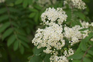 Rowan tree blossoming.