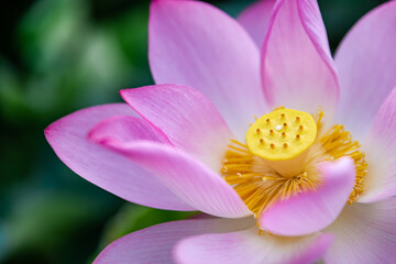 Obraz na płótnie Canvas Pink lotus in summer lotus pond