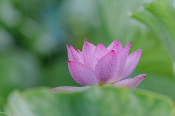 Obraz premium Pink lotus in summer lotus pond