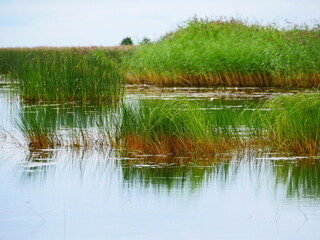 swampy lake overgrown with sedge and reeds