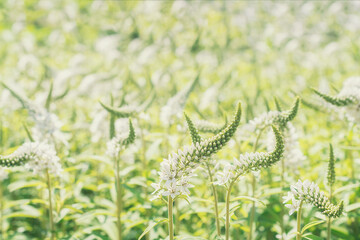 macro photography of white flowers in the meadow, Natural background. Flowers background. Beautiful neutral colors..