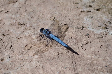 blue dragonfly on a rock