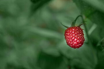 macro photo of red raspberry berries on the bush