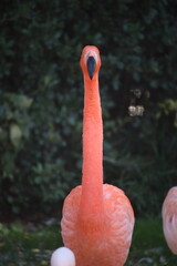 フラミンゴ