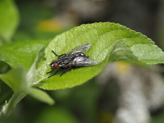 Eine Fliege sitzend auf einem Blatt