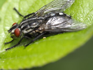 Eine Fliege sitzend auf einem Blatt