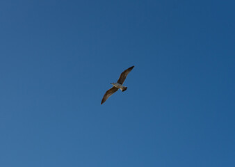 Bottom view of a seagull flying