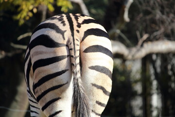 シマウマのおしり