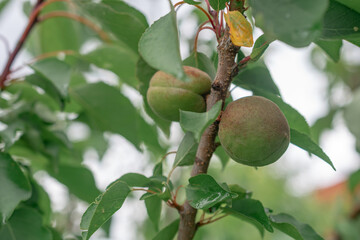 macro photography of peaches on a tree
