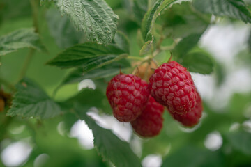 macro photo of red raspberry berries on the bushю Natural background.  Beautiful neutral colors