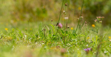 Grassy vegetation and fly