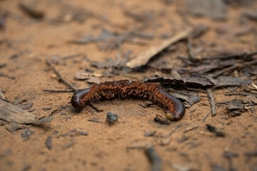 Dead and broken millipedes on the soil in the forest. Concept image of small animals in the forest that is disturbed by humans.
