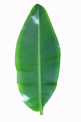 Banana green leaf di-cut on isolated background with sunlight on plant leaf surface