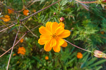 マリーゴールド