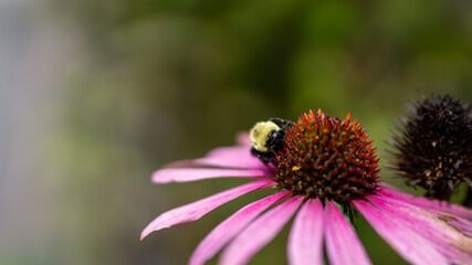 Bee pollinating a cone flower