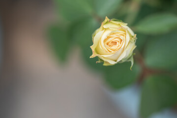 Yellow roses on a green background