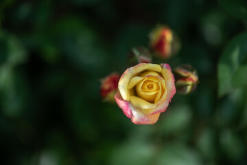 Yellow roses on a green background
