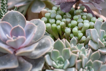 All kinds of small and lovely succulent plants