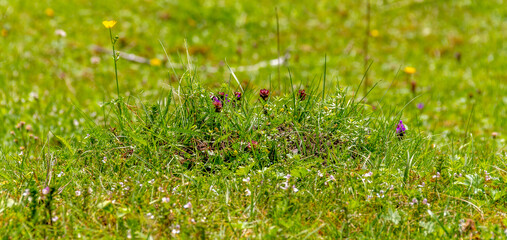 Grassy vegetation closeup