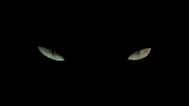 Green angry cat eyes isolated on black background. Dark halloween background with evil cat eyes looking at camera in darkness
