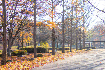 綺麗な太陽の光と紅葉した銀杏並木
