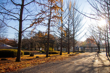 綺麗な太陽の光と紅葉した銀杏並木