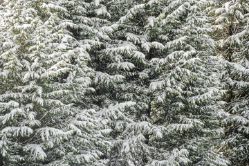 Lush of fir trees covered with snow. Natural texture backdrop