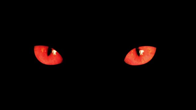 Close-up view of bloody cat eyes in darkness. Halloween background with red angry cat eyes looking at camera isolated on black