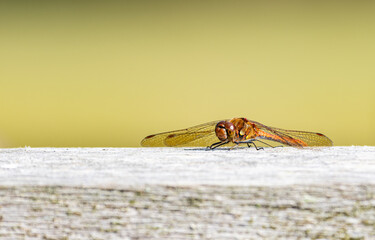 A Brown Hawker Dragonfly resting on a log