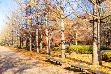 秋の銀杏並木とベンチ