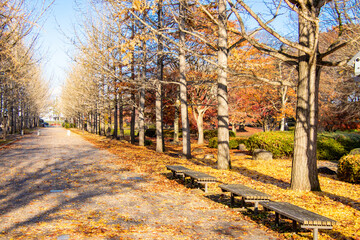 秋の銀杏並木とベンチ