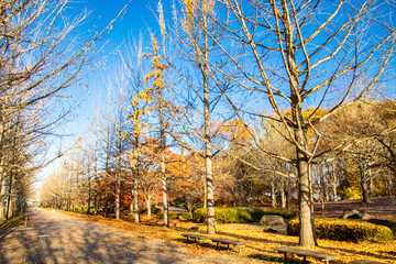 秋の銀杏並木とベンチ