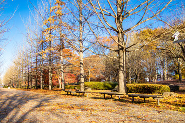 秋の銀杏並木とベンチ